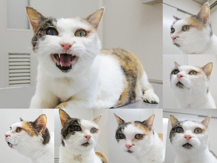 愛猫さくら